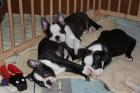 Verkaufe Boston Terrier Welpen aus liebevoller Zucht